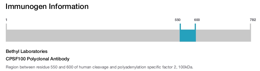 CPSF100 Polyclonal Antibody