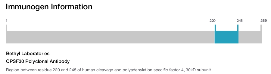 CPSF30 Polyclonal Antibody