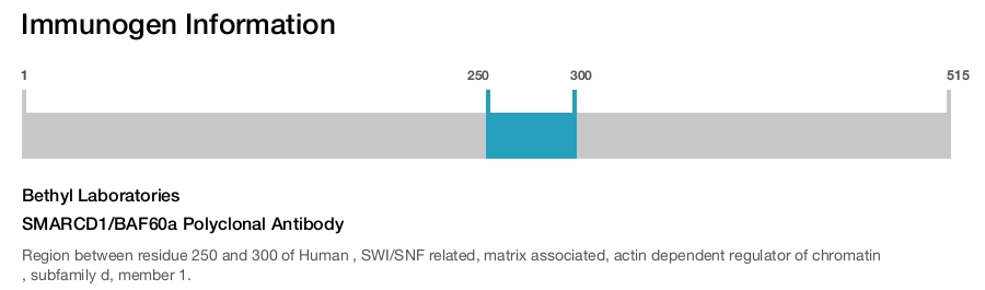 SMARCD1/BAF60a Polyclonal Antibody