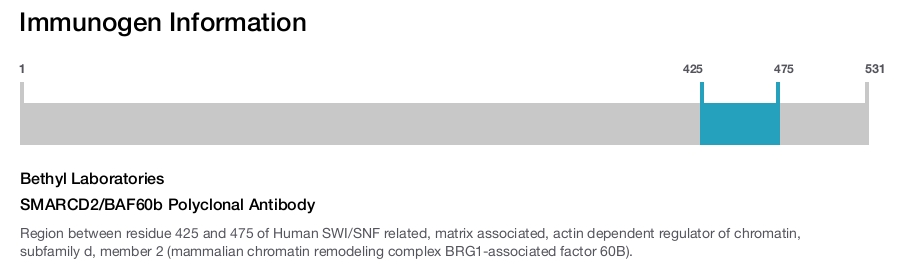 SMARCD2/BAF60b Polyclonal Antibody