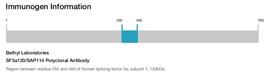 SF3a120/SAP114 Polyclonal Antibody