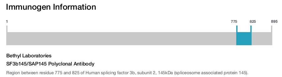 SF3b145/SAP145 Polyclonal Antibody