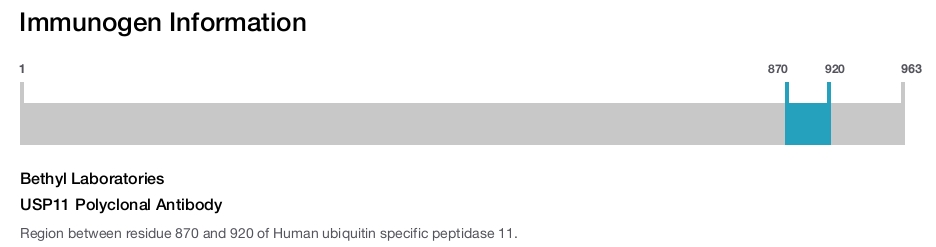 USP11 Polyclonal Antibody