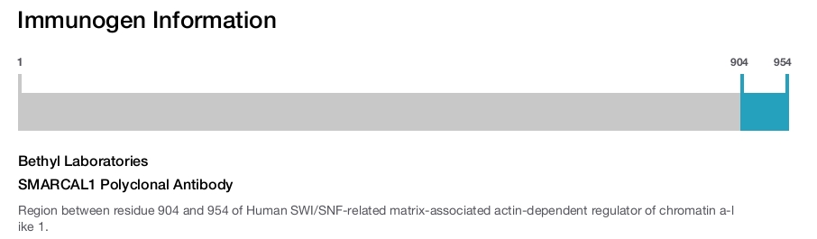SMARCAL1 Polyclonal Antibody