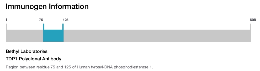 TDP1 Polyclonal Antibody