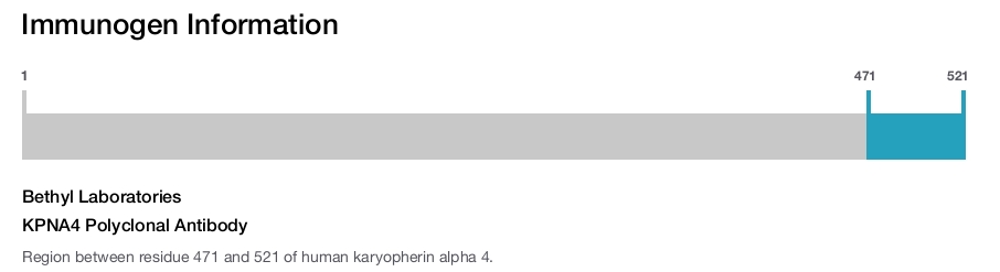 KPNA4 Polyclonal Antibody
