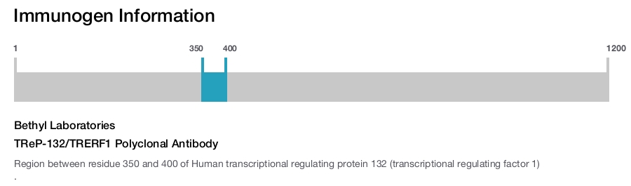 TReP-132/TRERF1 Polyclonal Antibody