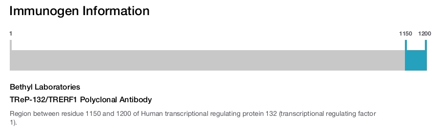 TReP-132/TRERF1 Polyclonal Antibody