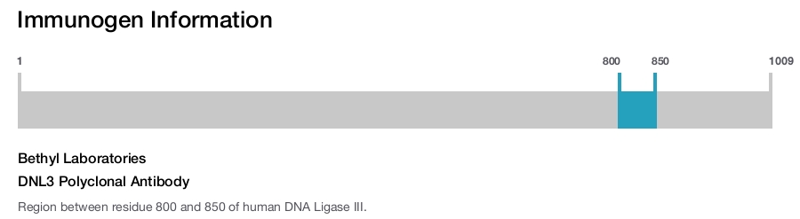 DNL3 Polyclonal Antibody