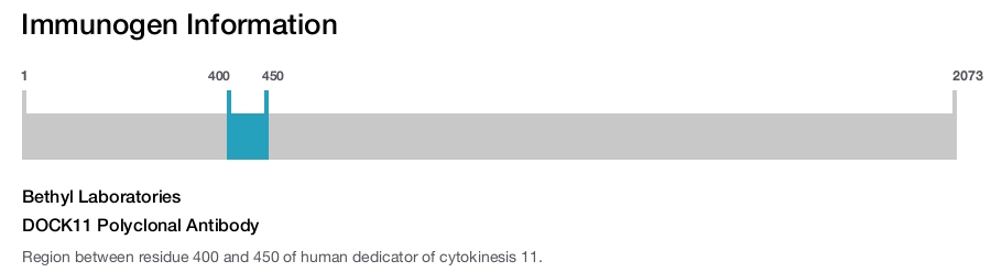 DOCK11 Polyclonal Antibody