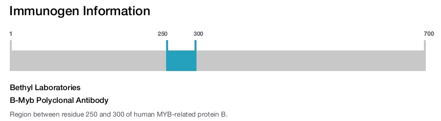 B-Myb Polyclonal Antibody