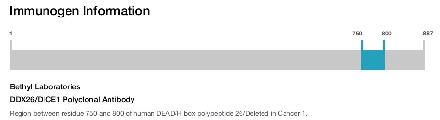 DDX26/DICE1 Polyclonal Antibody
