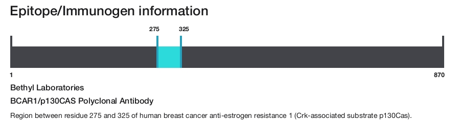 BCAR1/p130CAS Polyclonal Antibody