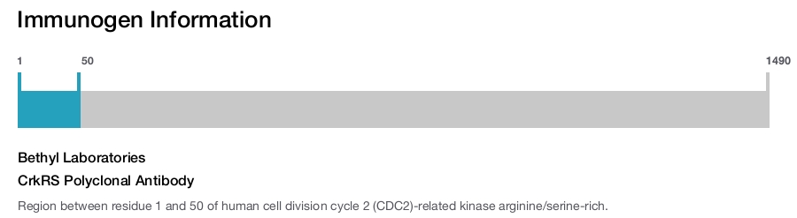 CrkRS Polyclonal Antibody