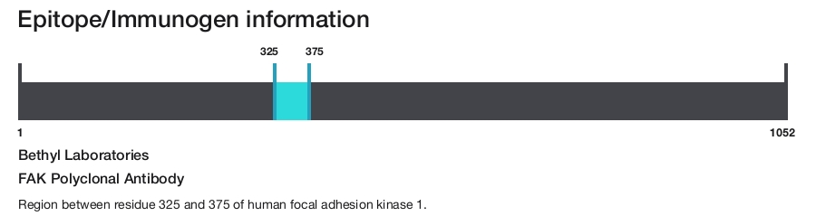 FAK Polyclonal Antibody