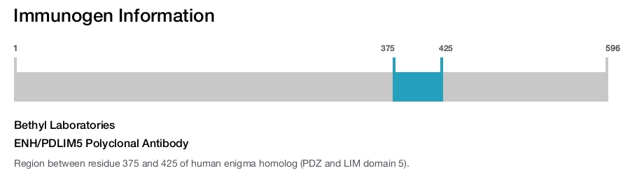 ENH/PDLIM5 Polyclonal Antibody