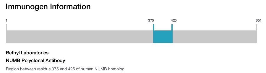 NUMB Polyclonal Antibody