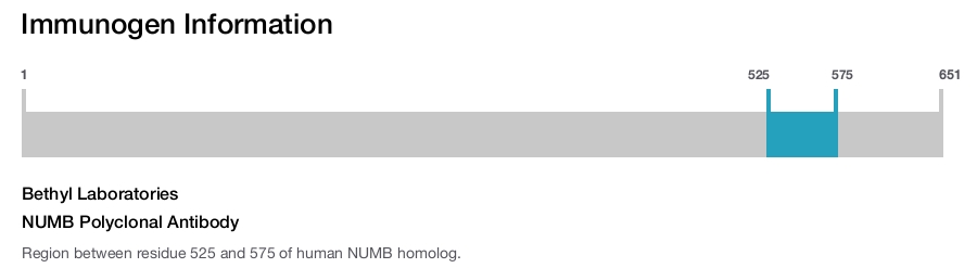 NUMB Polyclonal Antibody