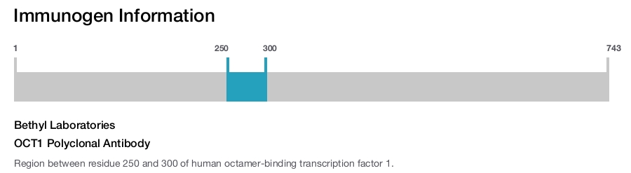 OCT1 Polyclonal Antibody