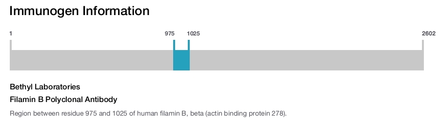 Filamin B Polyclonal Antibody
