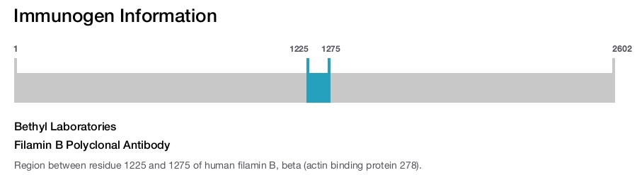 Filamin B Polyclonal Antibody