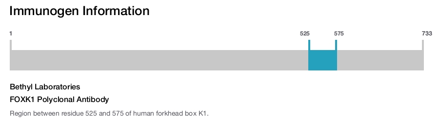 FOXK1 Polyclonal Antibody