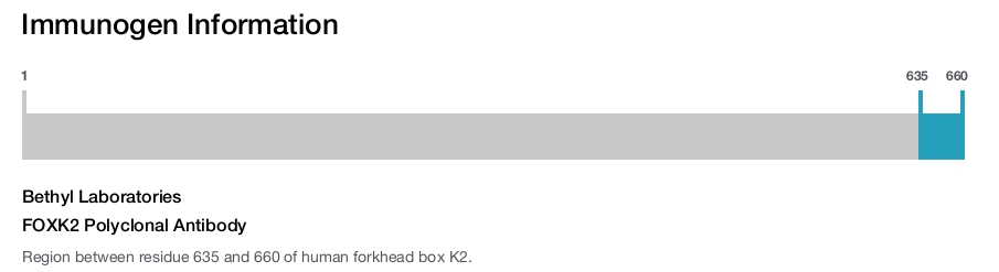 FOXK2 Polyclonal Antibody