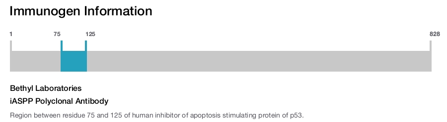 iASPP Polyclonal Antibody