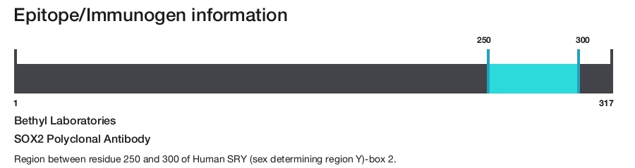 SOX2 Polyclonal Antibody