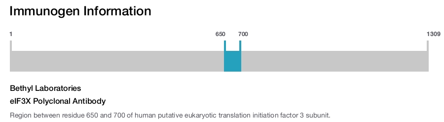 eIF3X Polyclonal Antibody