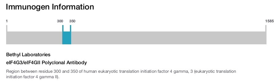 eIF4G3/eIF4GII Polyclonal Antibody