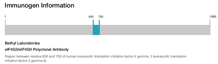 eIF4G3/eIF4GII Polyclonal Antibody