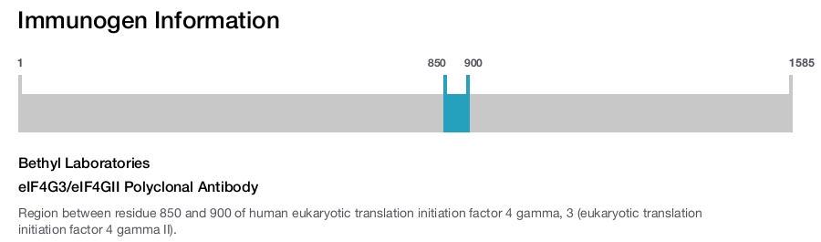 eIF4G3/eIF4GII Polyclonal Antibody