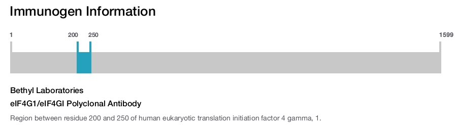 eIF4G1/eIF4GI Polyclonal Antibody