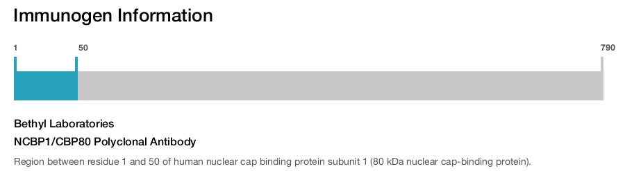 NCBP1/CBP80 Polyclonal Antibody