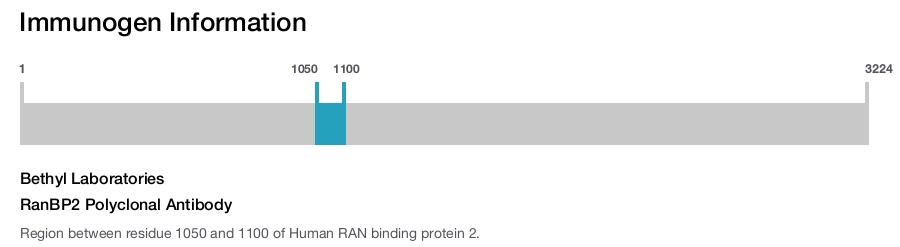 RanBP2 Polyclonal Antibody