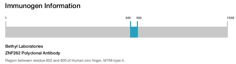 ZNF262 Polyclonal Antibody