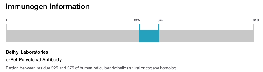 c-Rel Polyclonal Antibody