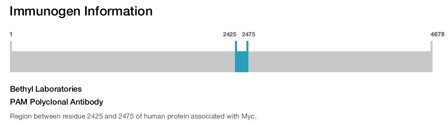 PAM Polyclonal Antibody