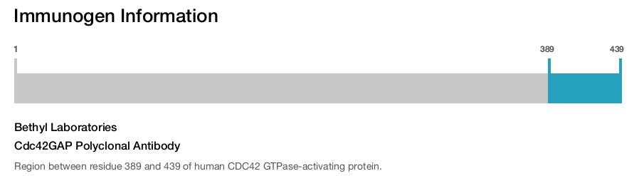 Cdc42GAP Polyclonal Antibody