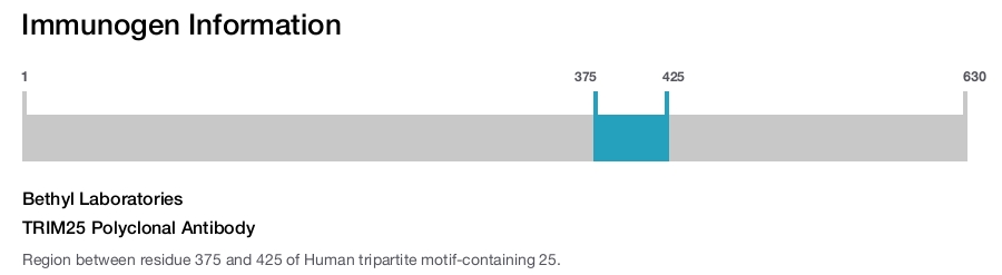 TRIM25 Polyclonal Antibody