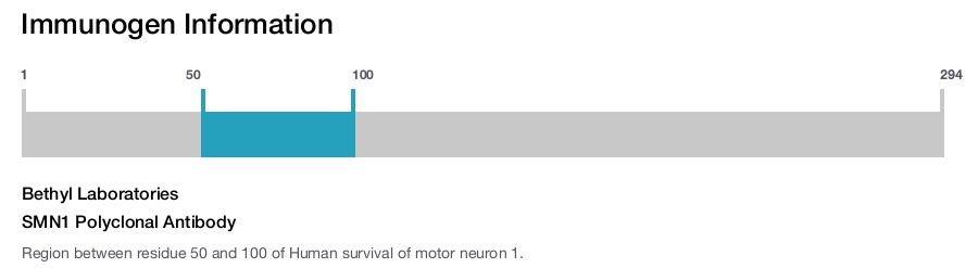 SMN1 Polyclonal Antibody