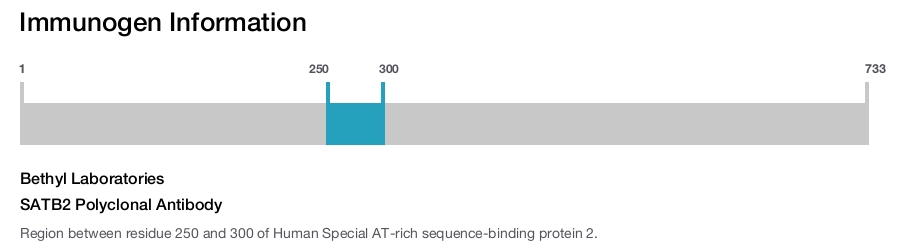 SATB2 Polyclonal Antibody
