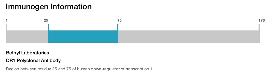 DR1 Polyclonal Antibody