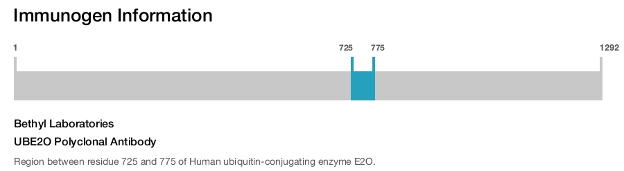 UBE2O Polyclonal Antibody