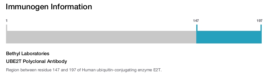 UBE2T Polyclonal Antibody