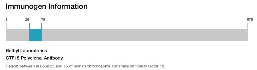 CTF18 Polyclonal Antibody
