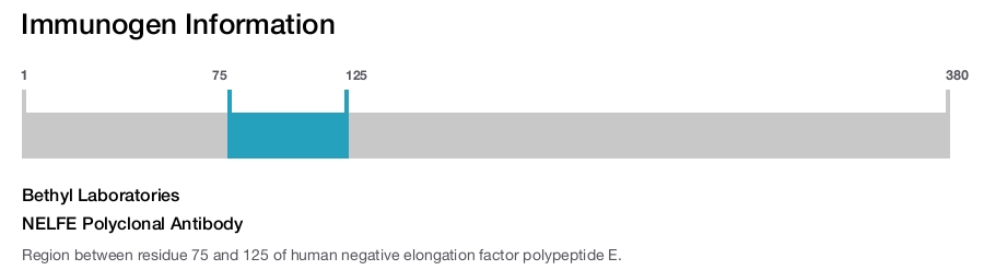 NELFE Polyclonal Antibody