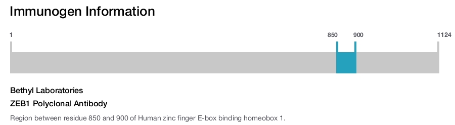ZEB1 Polyclonal Antibody