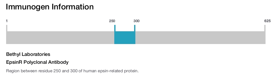 EpsinR Polyclonal Antibody